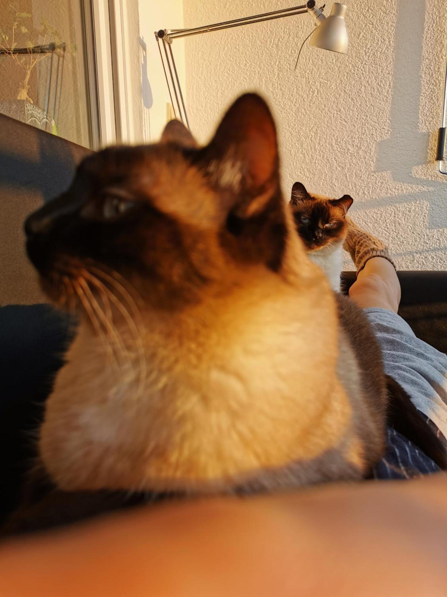 Separate Privat In Shared With 2 Cats And 1 Person Appartement
