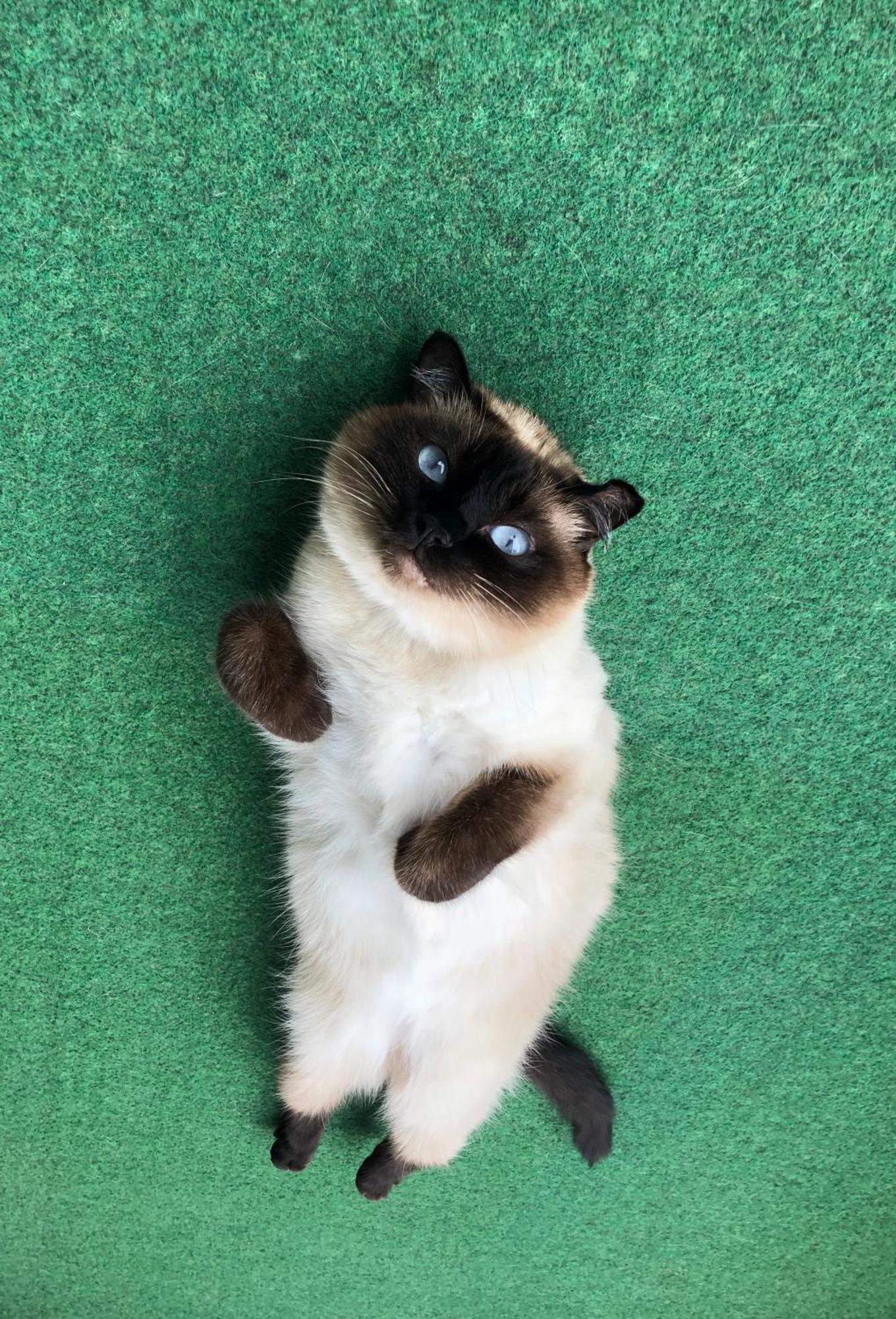 Separate Privat In Shared With 2 Cats And 1 Person Appartement *